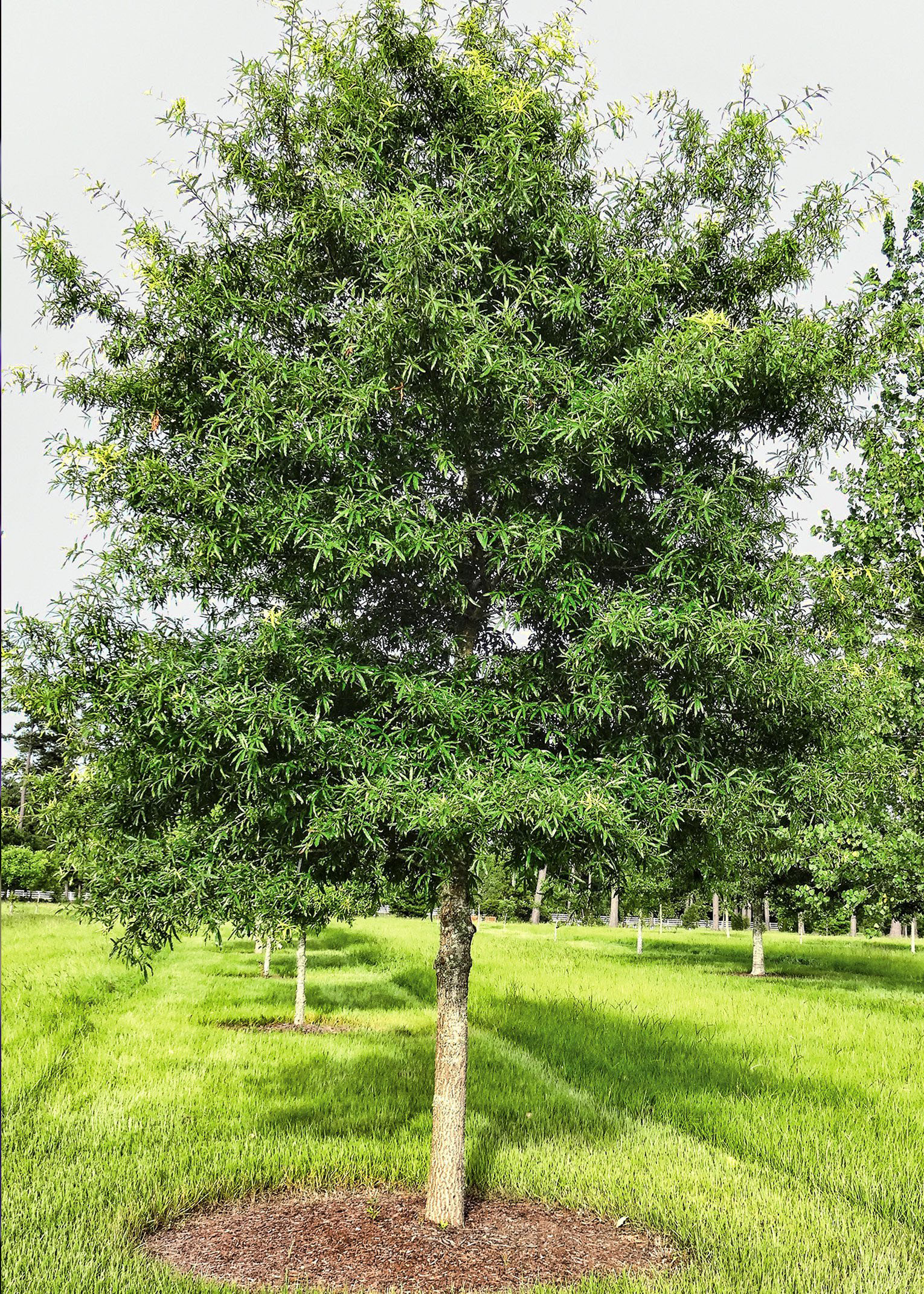 Willow oak - Deciduous shade tree